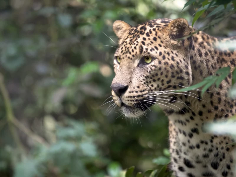 6-Day Sri Lanka Grand Tour (2)
