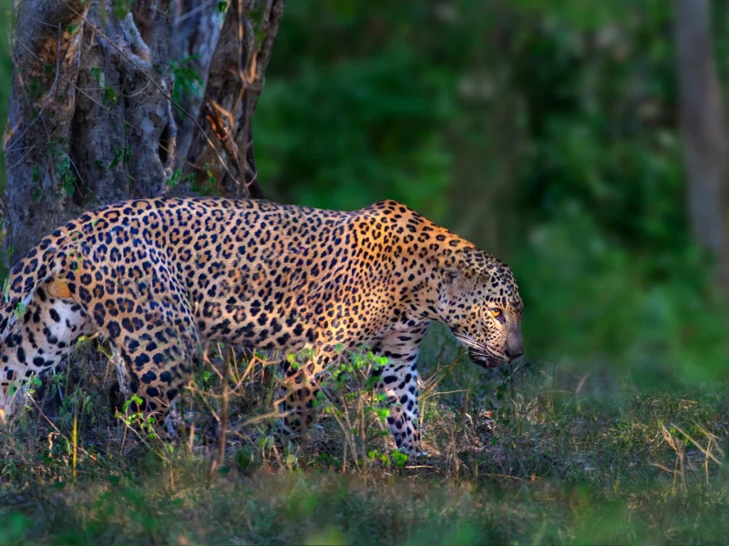Wilpattu National Park - canva (2)