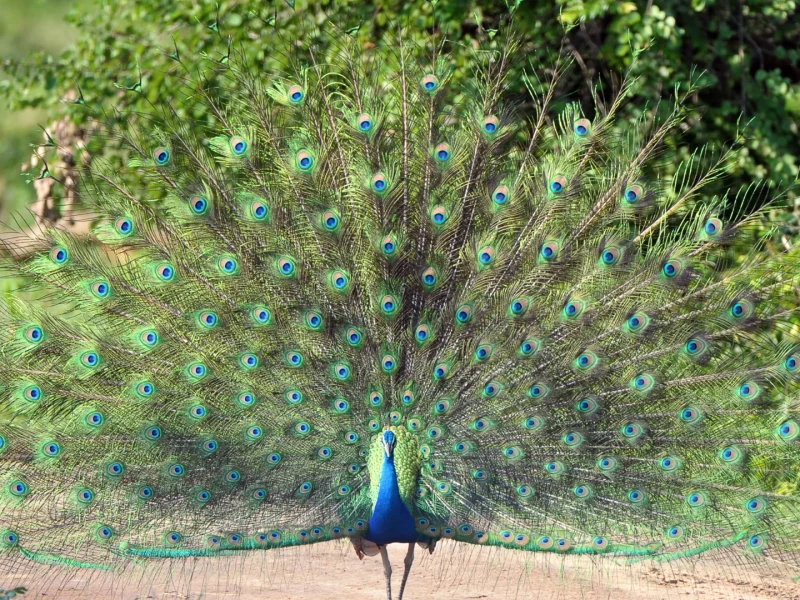 Wilpattu National Park - canva (3)
