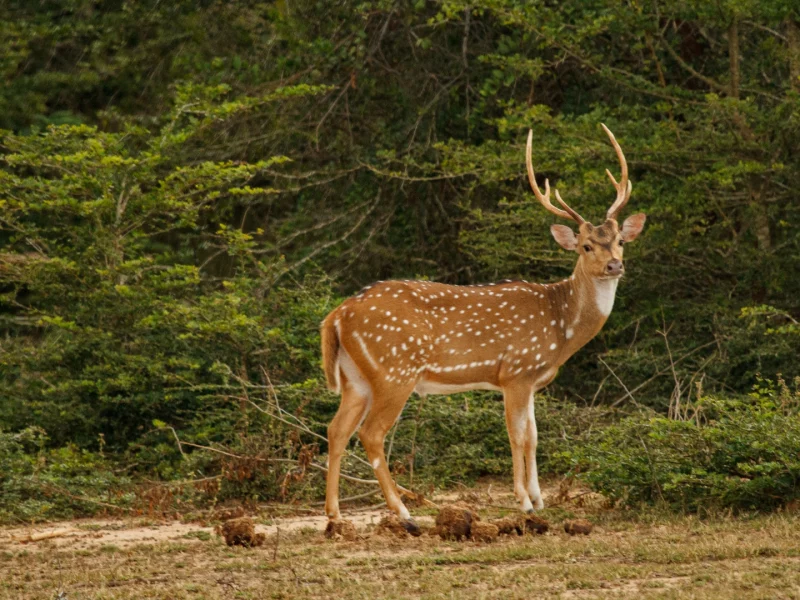 Yala - canva (2)